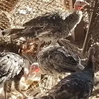 ۵ عدد بوقلمون