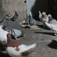 کفتر آلمانی بوم|پرنده|جلگه رخ, |دیوار