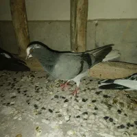 جوانه سبز دم سفید