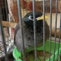 مرغ مینا سخن گو|پرنده|کاشان, فاز ۲ ناجی آباد|دیوار