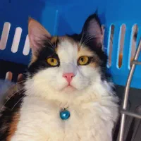 گربه ماده سرحال و لوس  بسیار مودب و تربیت شده