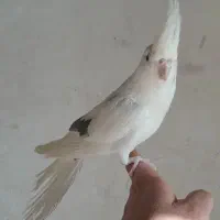 عروس هلندی و گرینچیک|پرنده|شهرکرد, |دیوار