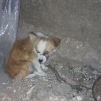 پاپی گوش تیز معاوضه|سگ|تربت‌حیدریه, مظفریه|دیوار