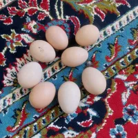 تخم مرغ مرغ خونگی