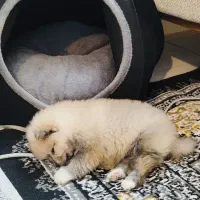 فروش پامرین خرسی|سگ|مشهد, یاس|دیوار