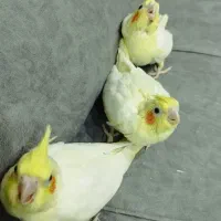 جوجه عروس هلندی