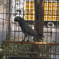 کاسکو سخنگو|پرنده|اصفهان, درب سیبه علیا|دیوار
