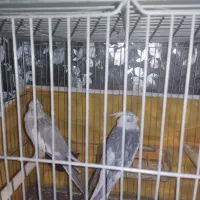 یک جفت عروس هلندی وایت فیس