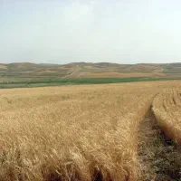 زمین-اجاره-میکنم