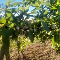 فردش-باغ-در-منراژ-دلخواه
