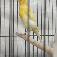 قناری|پرنده|بوشهر, |دیوار