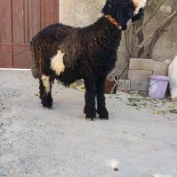 بره تخمی رگ دار|حیوانات مزرعه|کوهرنگ, |دیوار