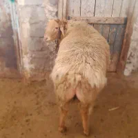 بره قوچ دامازدخ|حیوانات مزرعه|مشگین شهر, |دیوار