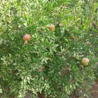 مغازه نبش جلال ابادمعاوضه ای