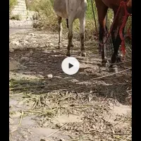 الاغ نر رمه ای