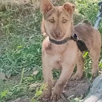 سگ گمشده