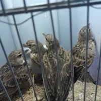 سهره خاکی|پرنده|رشت, کوی حسینی|دیوار