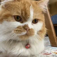 گربه نر بریتیش