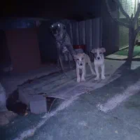 توله سگ سرابی افغان اصیل