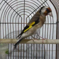 معاوضه پرنده