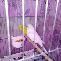 تعدادی پرنده