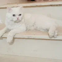 پرشین نر