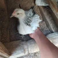 جوجه مرغ وخروس