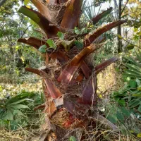 پالم زمینی|گل و گیاه طبیعی|رودسر, |دیوار