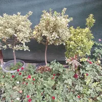 نیلوفر ارغوان مرداب نخل باغبانی نهال درخت گل فروشی|گل و گیاه طبیعی|تهران, کامرانیه|دیوار