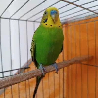 مرغ عشق نر مست و سرحال