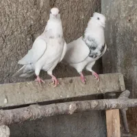 طوقی کفتر  پرنده