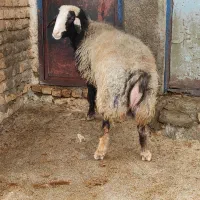 قوچ|حیوانات مزرعه|دالاهو, |دیوار