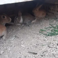 بچه خرگوش