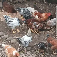 فروش مرغ وخروس ارگانیک محلی