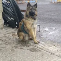 سگ ژرمن شولاین