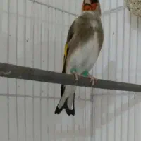 سرکرمانی|پرنده|قوچان, |دیوار