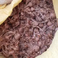 پیاز زعفران
