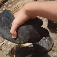 حراج کبوتر