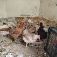 مرغ وخروس محلی