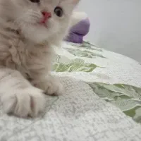 واگذاری گربه|گربه|کرمان, |دیوار