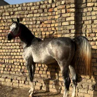 کره نریان عرب مصری یکسر وارداتی