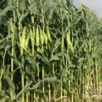خریدار ذرت علوفه ای