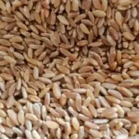 گندم درجه یک محلی بدون واسطه