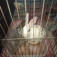 دو عدد خرگوش