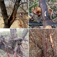 خریدار چوب و درخت