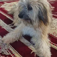 سگ شیتزو نر|سگ|جیرفت, |دیوار