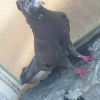 کبوتر سرکه ای کله ماستی