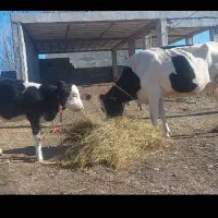 گاو شیری با گوساله