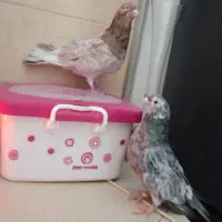 کبوتر هفت رنگ شهرستانی بلژیکی موشی