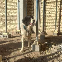 سگ قدرجونی نر